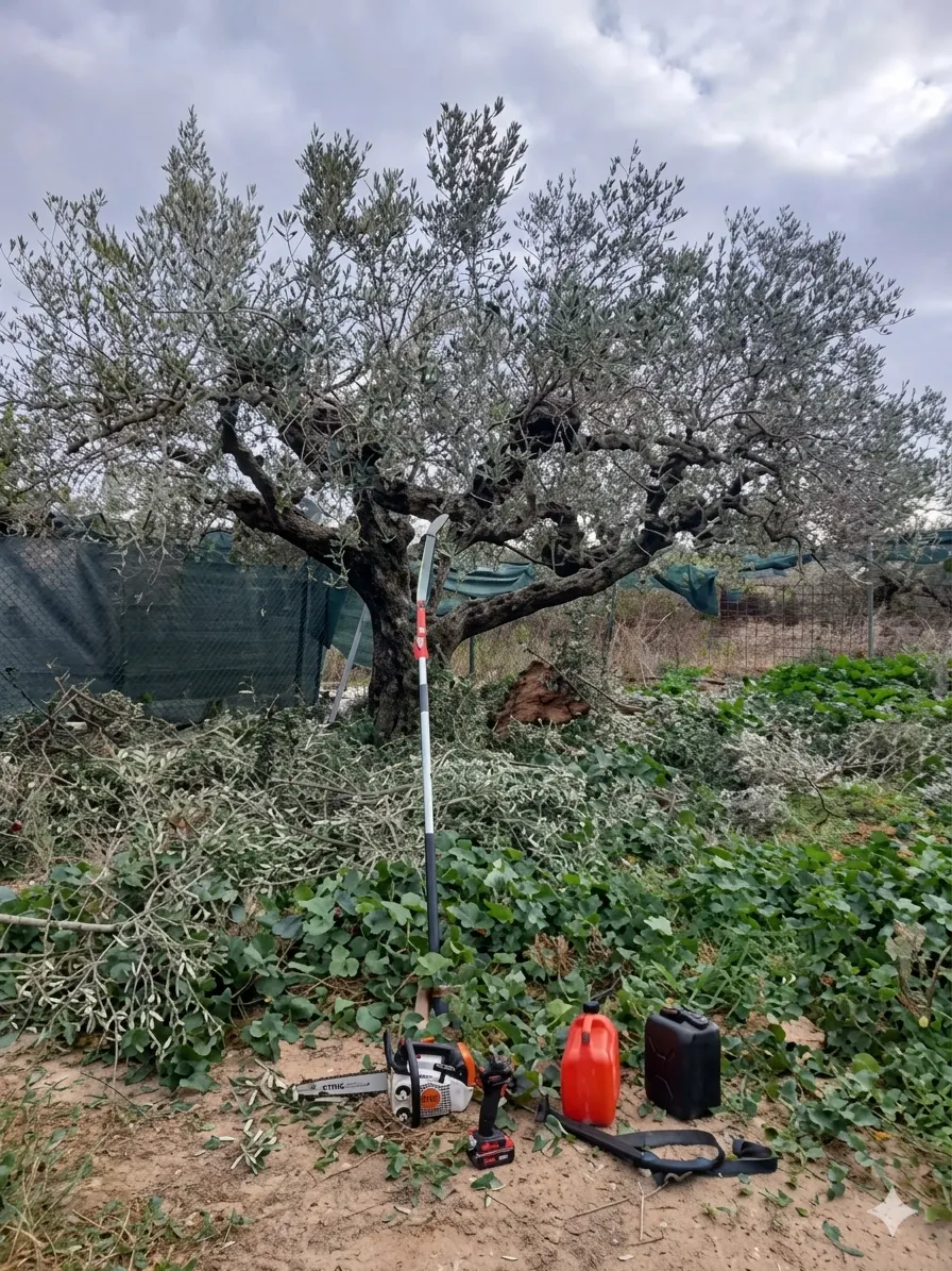Mantenimiento de parcela en Alt Maestrat, Castellón